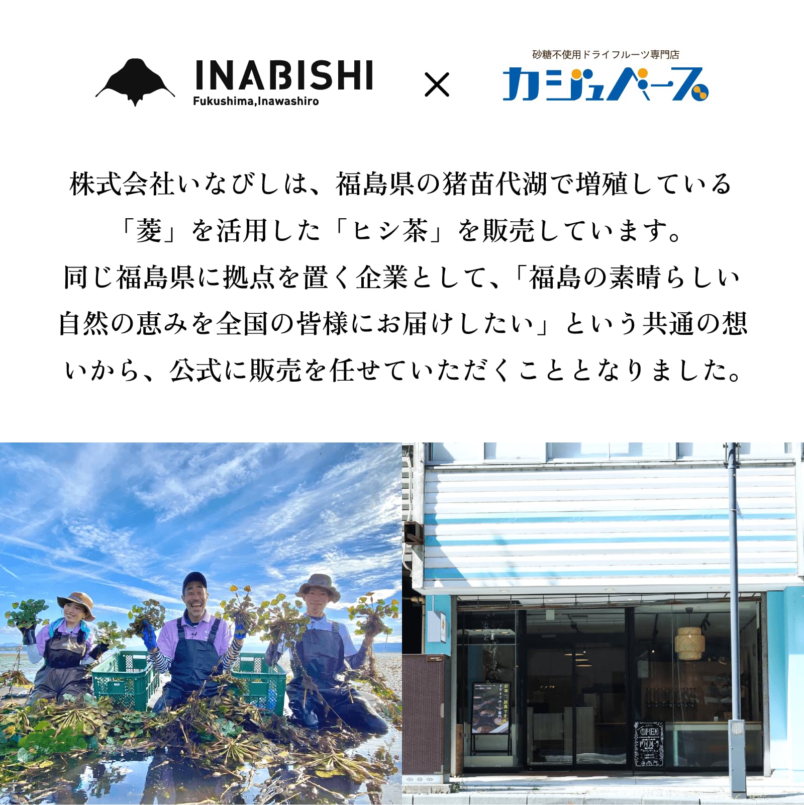 Amazon | いなびし ヒシ茶 ティーバッグ 国産 菱茶 ひし茶 茶葉 健康茶
